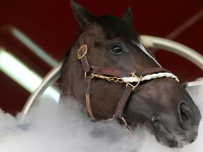 A horse undergoes a cryotherapy session, which surrounds its body in cold nitrogen mist, at the Zabeel Racing Stables in Dubai,