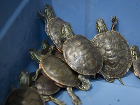 Turtles are pictured in a bucket prior to being released into a pond in Langley, B.C., Tuesday, July 23, 2019.