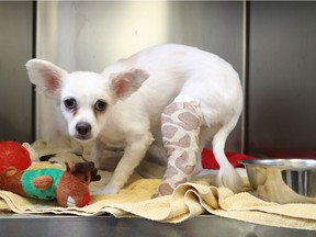 Peanut the Chihuahua sits in a cage at the Ottawa Humane Society in Ottawa Friday Aug 9, 2019. Peanut was brought into the humane society after she jumped out of a car window.