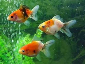 Oranda fish that fish hobbyist, Yvonne Maschke, is rehoming on Kijiji.