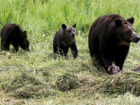 FILE PHOTO: FILE PHOTO:  A grizzly bear and her two cubs approach the carcass of a bison in Yellowstone National Park in Wyoming, United States, July 6, 2015.