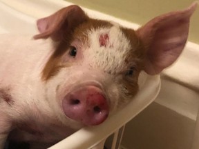 Mango the pig.