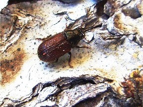 A highly magnified photo of a spruce beetle, another insect species plaguing B.C.'s interior forests aside from the mountain pine beetle that has devastated B.C. forests. Life-sized, the mountain spruce beetle is about the size of a grain of rice.