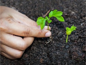 Tree planting.