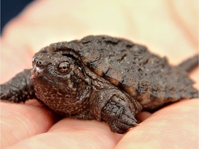 This snapping turtle hatchling will take 20 years to mature.
