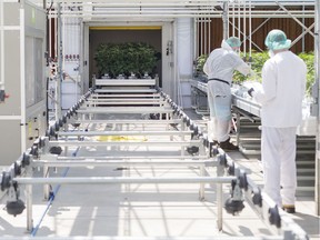 A file photo of employees inspecting cannabis plants at the CannTrust Holding Inc. Niagara Perpetual Harvest facility in Pelham, Ont.