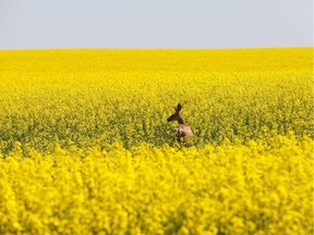 FILE PHOTO: A deer feeds in a western Canadian canola field that is in full bloom before it will be harvested later this summer in rural Alberta, Canada July 23, 2019.