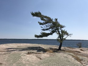 The iconic windswept pine at Killbear Provincial Park near Parry Sound as it appeared in 2018.