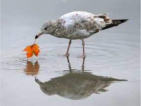 A seagull picks up a maple leaf out of a puddle.
