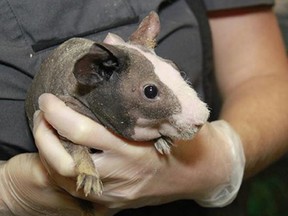 Skinny pig Chip was stolen from a pet store display