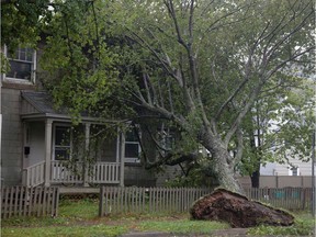 A tree rests against a house during the arrival of Hurricane Dorian in Halifax, Nova Scotia, Canada September 7, 2019.