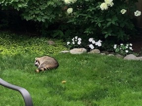 Emily Rodgers told the National Post she was about to let her one-year-old son play in the backyard when she came across one of these raccoons after coming back from a weekend trip