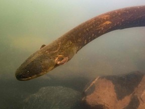 A picture released by Prof. Dr. Leandro Melo de Sousa on September 9, 2019 shows an electric eel, Electrophorus Voltai.