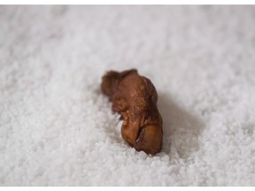 A dehydrated human toe that is used in the Sourtoe Cocktail rests on a bed of salt at the Downtown Hotel, in Dawson City, Yukon,