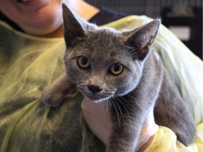 One of 30 cats being transferred from the overburdened Cornwall SPCA shelter to other facilities across the province.