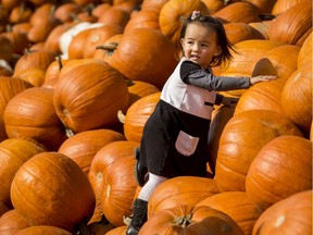 File photo/ Two-year-old Alexa Parkes climbs a pumpkin pile at Abby Hill Farms near Manotick on Thursday October 10, 2019.