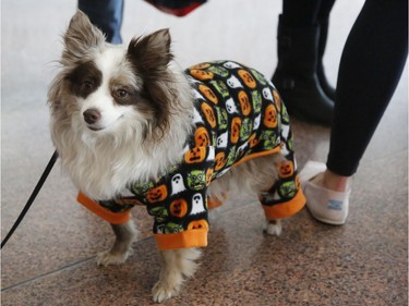 Tremblant, an Australian Shepherd, is dressed up at the "Trick or Treat with the Mayor" Halloween event at City Hall.