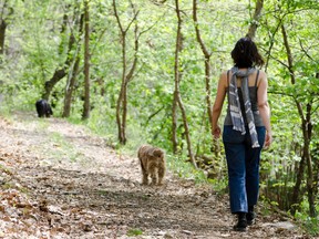 Woman walking in the forest with her two dogs