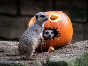 Meerkats inspect a pumpkin.