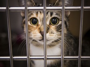 The Ottawa Humane Society handles thousands of cases annually. File photo