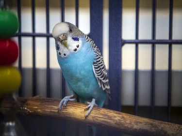 Alfie the budgie was up for adoption on Sunday.