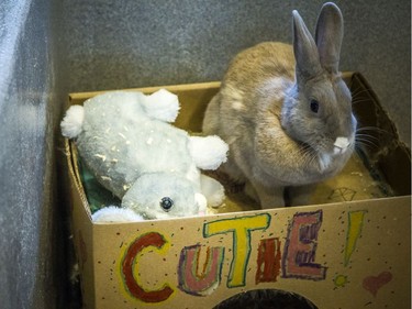 Beniy loves to keep his buddy, a stuffed rabbit that looks much like him close by.