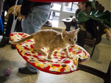 The kitten room drew a crowd. People young and old loved to play with the little bundles of fun.