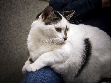 Spot came for a meet-and-greet. Spot is not a huge fan of being at the shelter so lives in a foster home till a perfect pet parent adopts Spot.