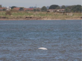 A beluga whale breaches in the river Thames close to Gravesend, east of London on September 26, 2018. File photo.