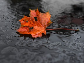 An autumn leaf lies in the rain during changeable weather