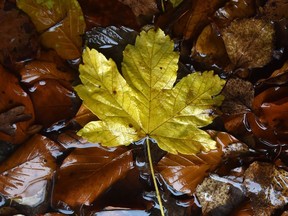 Rain covered autumn leaves