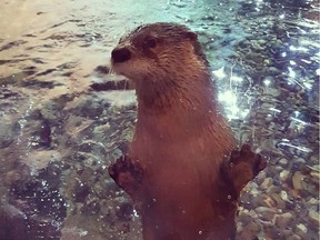 Ivy the river otter is dead following dental surgery.