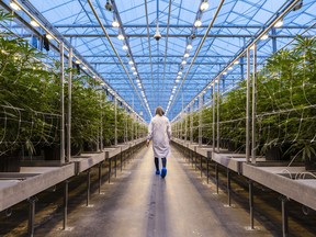 A worker walks past rows of cannabis plants growing in a greenhouse at the Hexo Corp. facility in Gatineau. The company is cutting 200 jobs.