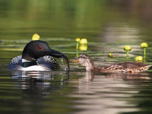 Science of Spring: It's a bad season for hatching baby loons