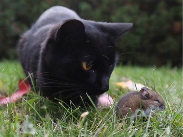 A cat found a buddy to play with in Ottawa Tuesday Oct 15, 2019. The mouse tried to talk his way out of trouble but the cat only wanted to play.   Tony Caldwell