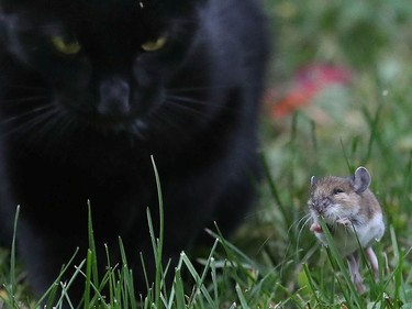 A cat found a buddy to play with in Ottawa on Tuesday. The mouse tried to talk his way out of trouble but the cat only wanted to play.