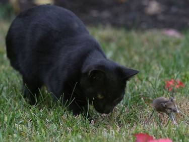 It's a game of Cat and Mouse. Lucky for the mouse that the cat only wanted to play.