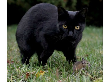 A cat found a buddy to play with in Ottawa on Tuesday. The mouse tried to talk his way out of trouble but the cat only wanted to play.