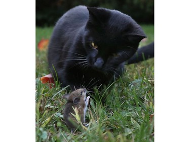 Who say cats and mice can't be friends?