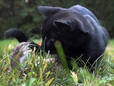 A cat found a buddy to play with in Ottawa Tuesday Oct 15, 2019. The mouse tried to talk his way out of trouble but the cat only wanted to play.   Tony Caldwell