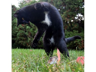 A cat found a buddy to play with in Ottawa Tuesday Oct 15, 2019. The mouse tried to talk his way out of trouble but the cat only wanted to play.   Tony Caldwell