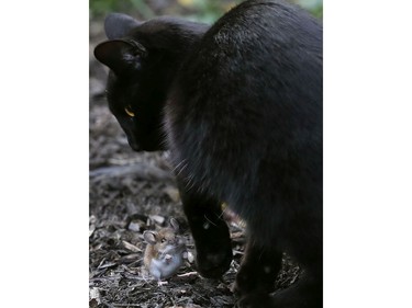 A cat found a buddy to play with in Ottawa on Tuesday. The mouse tried to talk his way out of trouble but the cat only wanted to play.