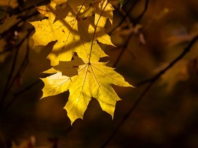 Autumn coloured leaves.