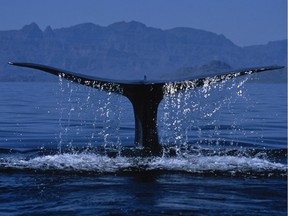 Files: Blue whale