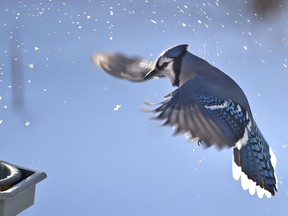 Coming in for a landing is a blue jay stirring up the snow with its wings, heads toward a bird feeder.
