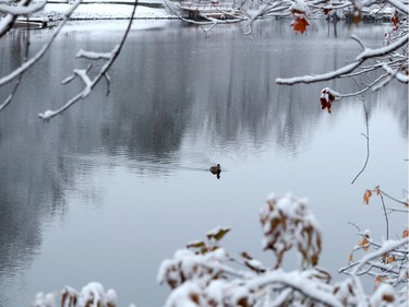 It wasn't quite the snowstorm forecasters predicted, but a few centimetres of the white stuff dusted the Ottawa region by Thursday morning, leaving a picturesque view over the Rideau River near Manotick. Four or five more centimetres were due to fall throughout the morning.