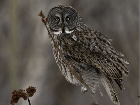 A Great Grey Owl is a rare sighting in the Montreal area.