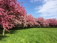 This orchard of crab apple trees near Lincoln Fields Station is on the chopping block as preservations begins for LRT Phase 2 construction.