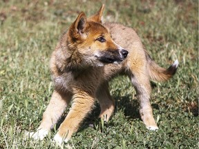 A  dingo pup named Wandi at the foundations headquarters near Melbourne. - He's furry, playful, and has puppy eyes. It's little wonder Wandi was mistaken for a dog when he was found in an Australian backyard -- but DNA testing has confirmed he's 100 percent dingo.