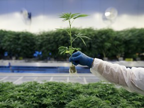 A man holds a young cannabis plant seedling inside a growing facility in Canada.